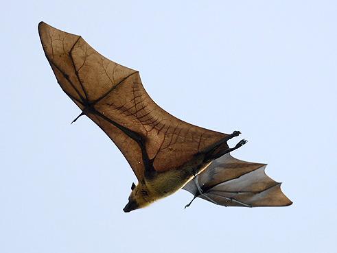 pteropus_giganteus.jpg